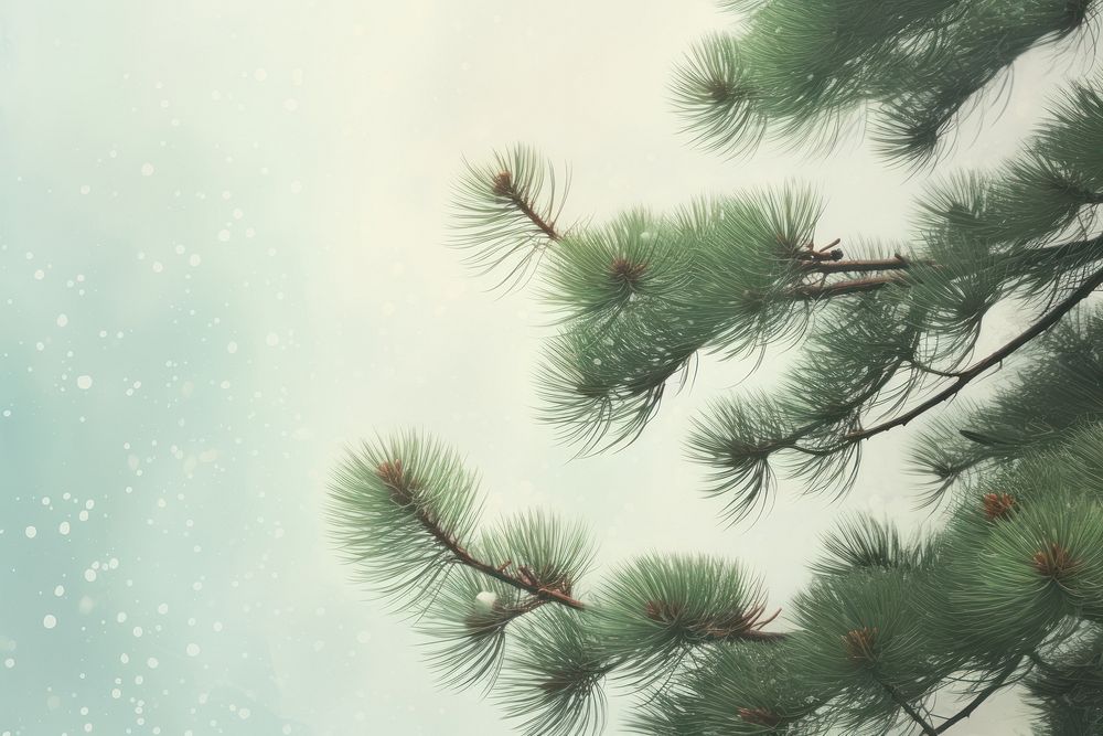 Pine tree backgrounds snowflake outdoors. AI generated Image by rawpixel.