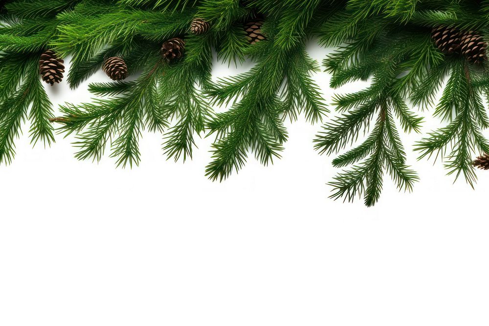 Fir branches backgrounds plant tree. AI generated Image by rawpixel.