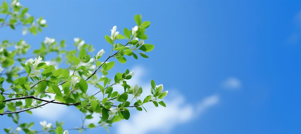 Green tree sky outdoors. AI generated Image by rawpixel.