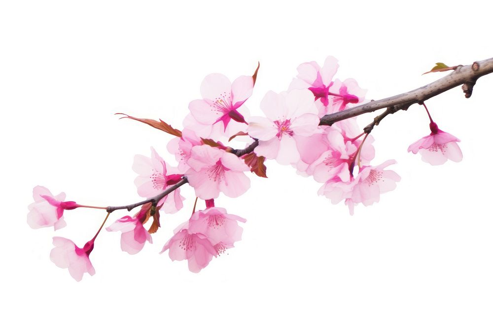 Cherry blossom branch. AI generated Image by rawpixel.