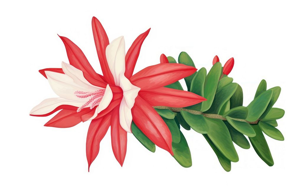 Christmas cactus flower plant petal. 