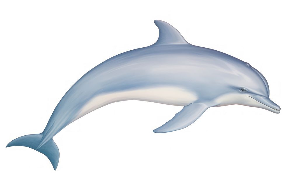 Dolphin animal mammal fish. AI generated Image by rawpixel.