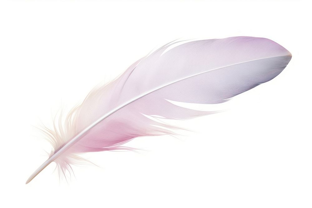 Feather white white background lightweight. AI generated Image by rawpixel.