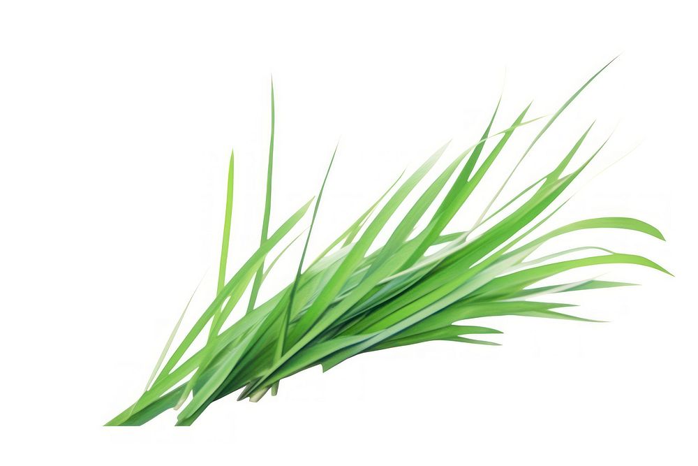 Grass plant leek white background. AI generated Image by rawpixel.