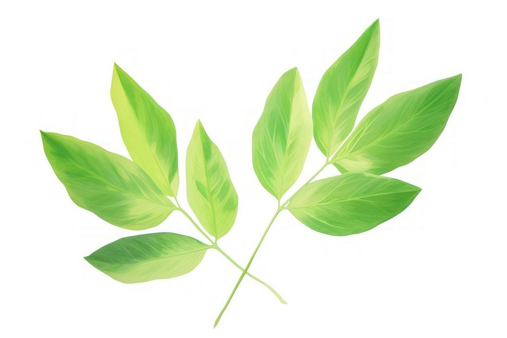Green leaves lung plant herbs leaf. AI generated Image by rawpixel.