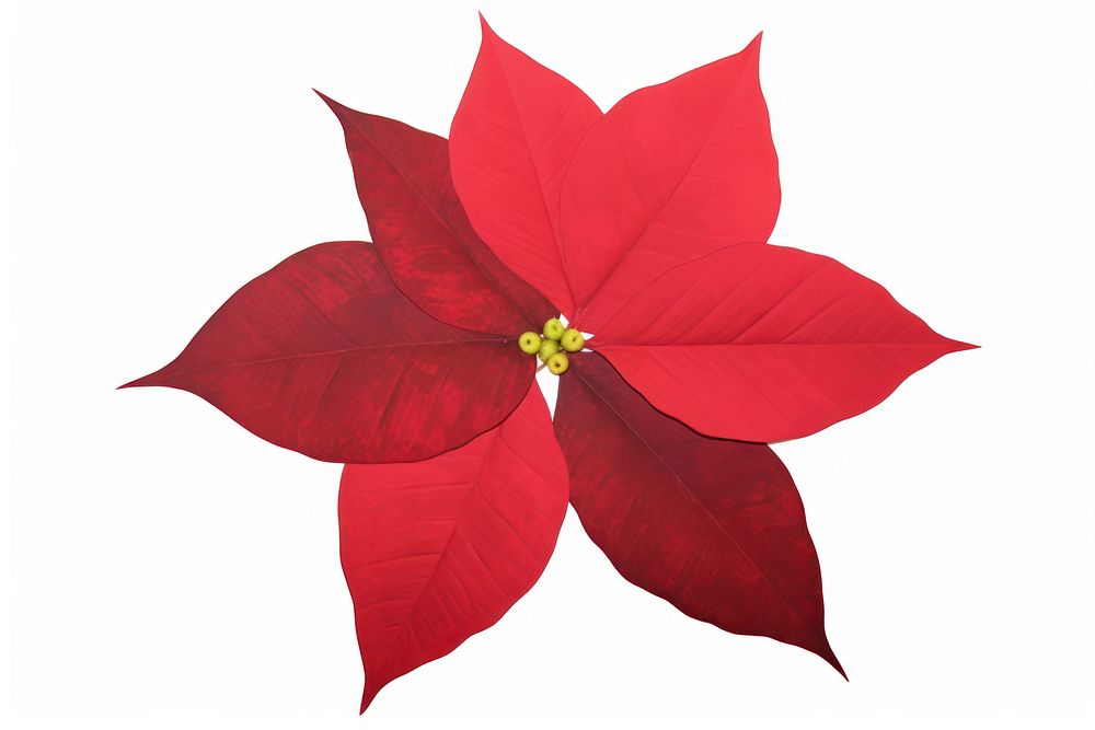 Poinsettia flower petal plant. AI generated Image by rawpixel.