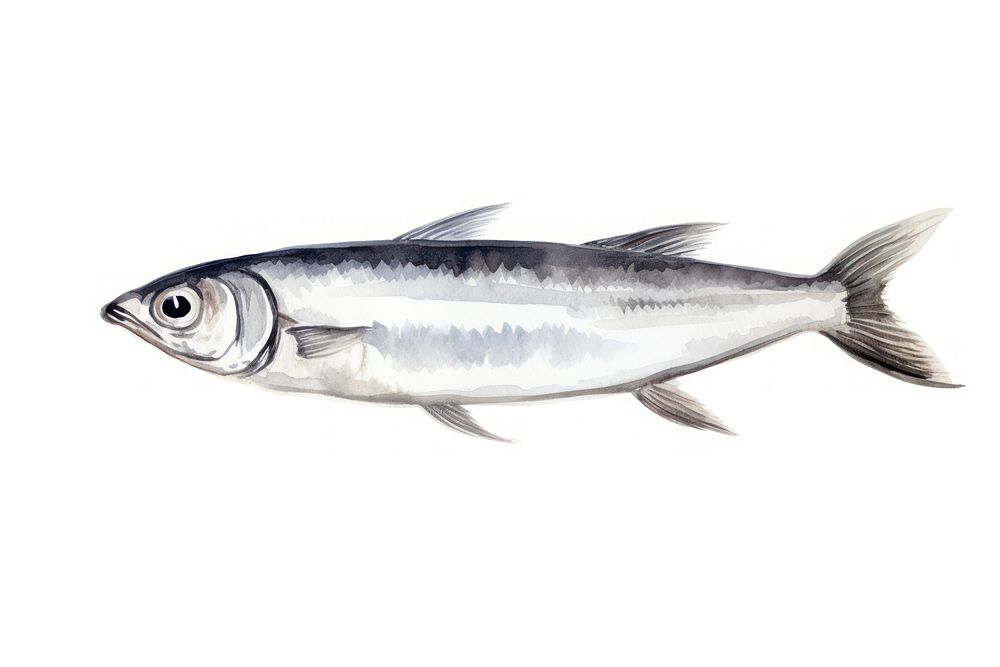 Tinned sardine fish seafood animal white background. AI generated Image by rawpixel.