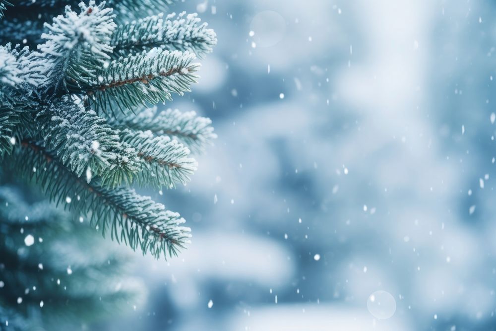 Christmas fir branch snow backgrounds outdoors. AI generated Image by rawpixel.