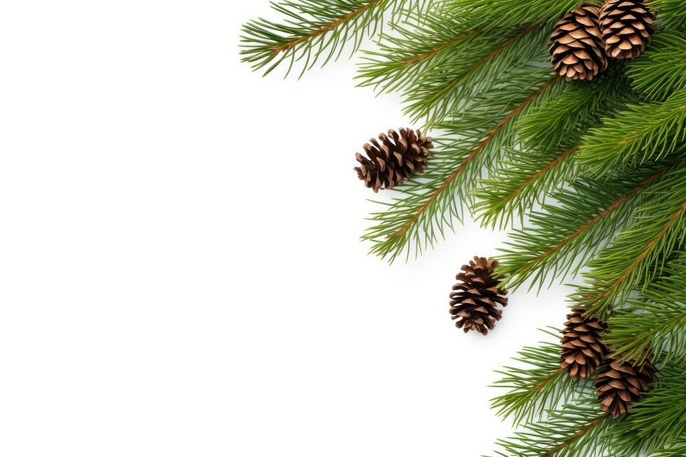 Fir backgrounds branch plant. AI generated Image by rawpixel.