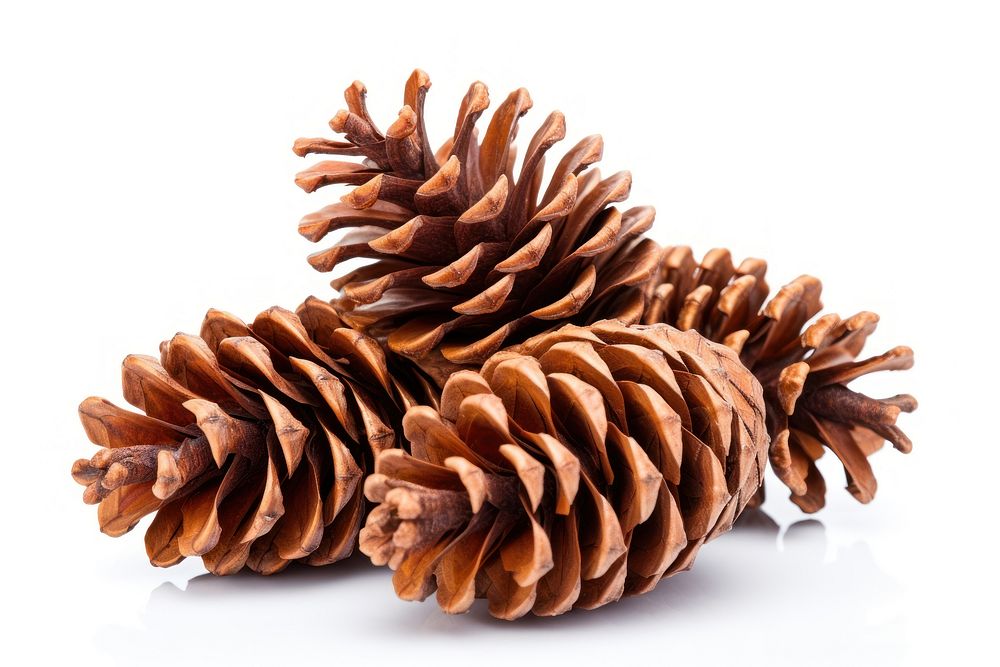 Pine cones plant tree white background. AI generated Image by rawpixel.