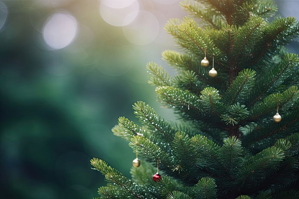 Christmas tree backgrounds plant pine. AI generated Image by rawpixel.