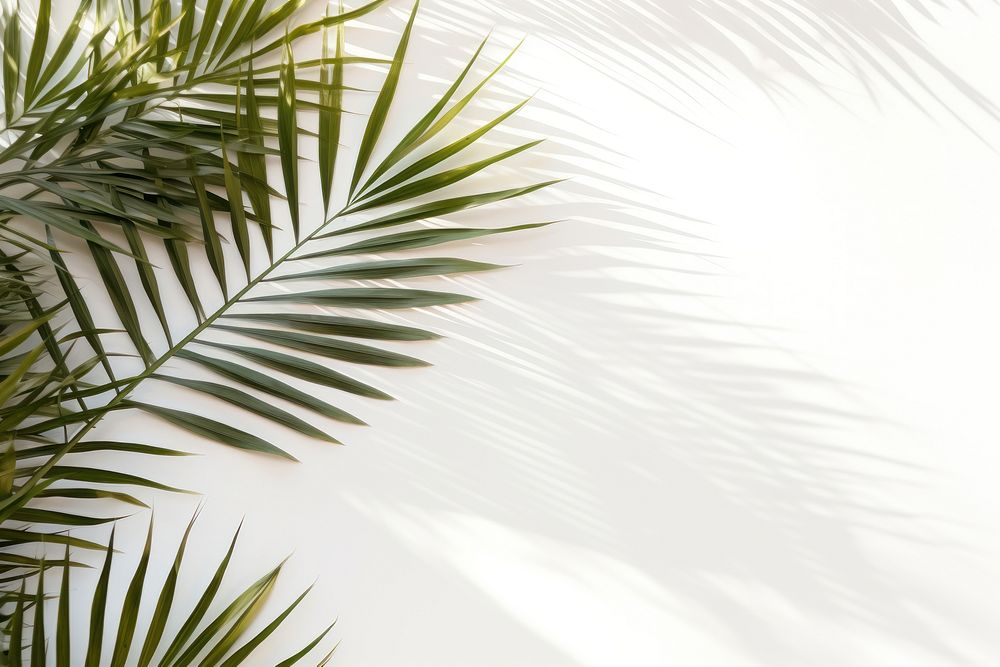Tropical palm leaves backgrounds sunlight outdoors. AI generated Image by rawpixel.