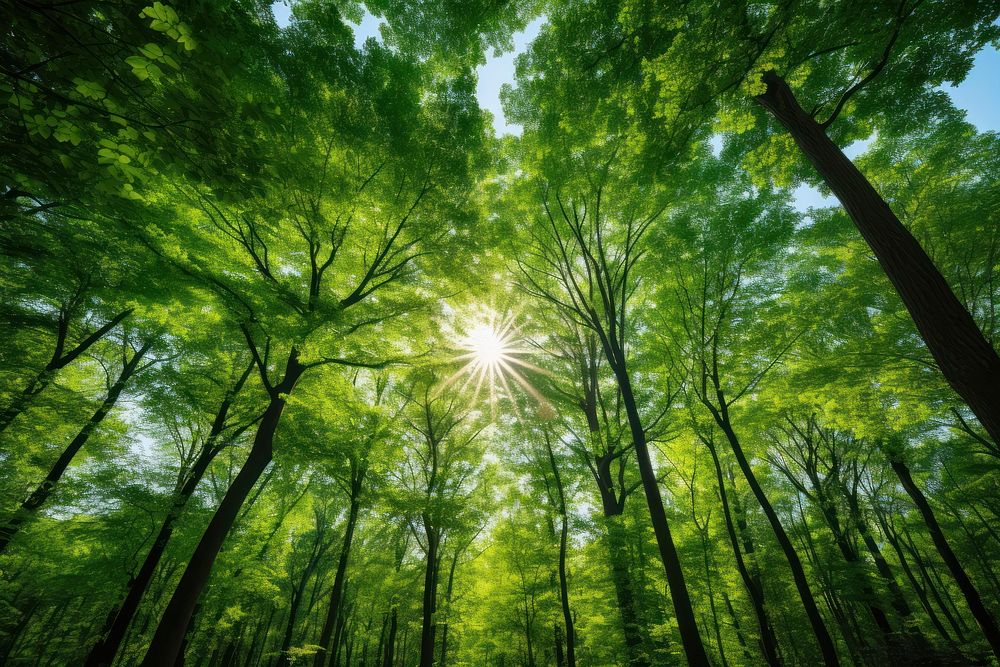 Forest green tree sun. AI generated Image by rawpixel.