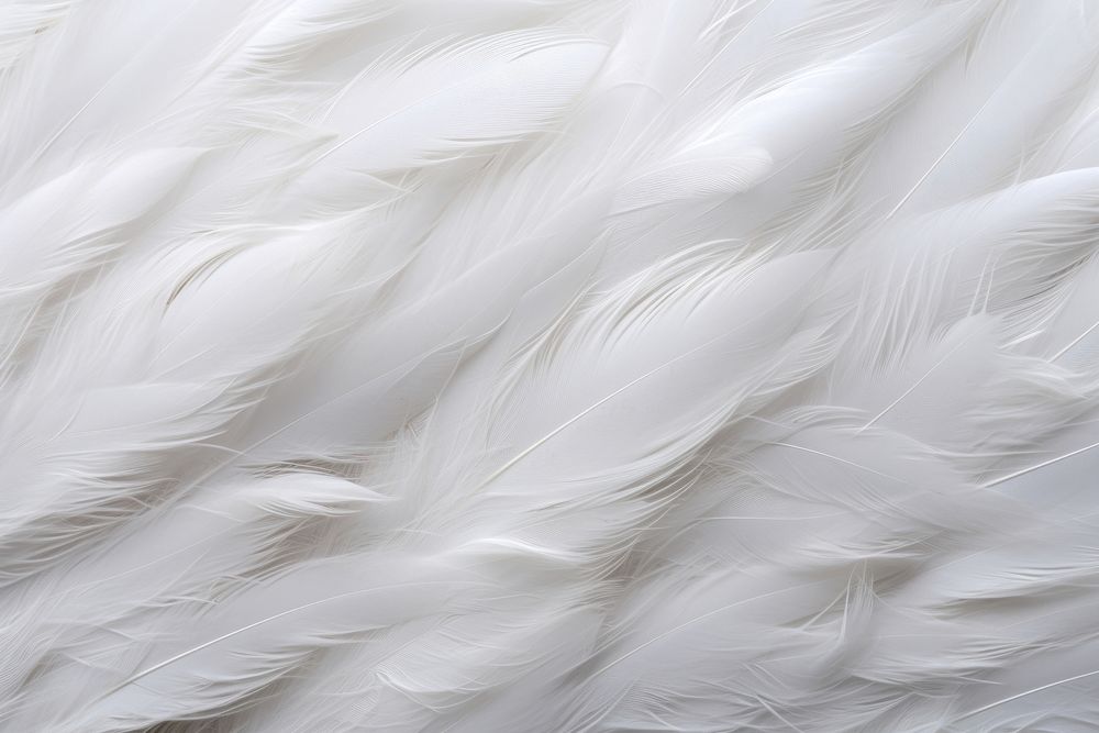 White backgrounds feather lightweight. AI generated Image by rawpixel.