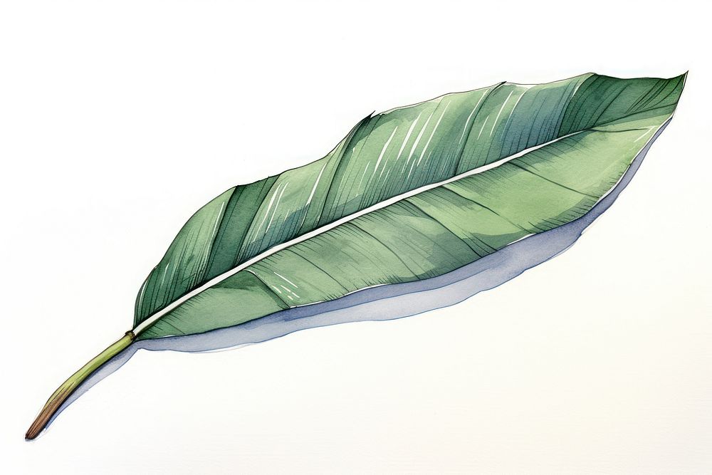 Banana leaf sketch plant art. Free Photo Illustration rawpixel