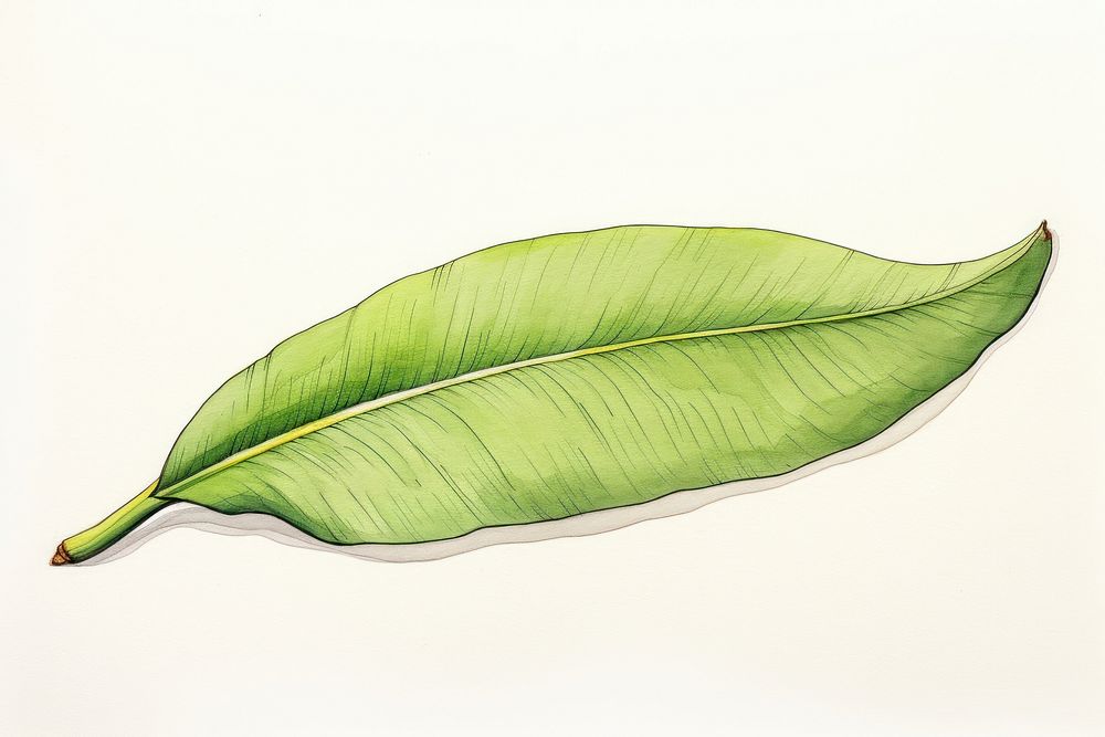 Banana leaf sketch plant white background. AI generated Image by rawpixel.