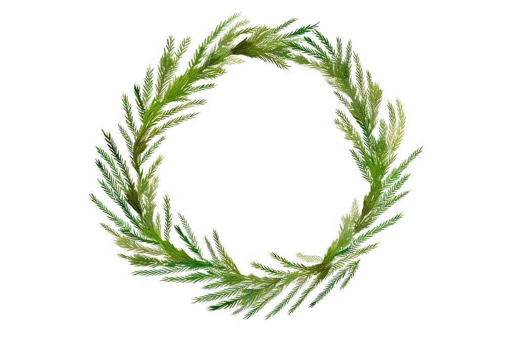Christmas Pine Wreath wreath plant white background. AI generated Image by rawpixel.