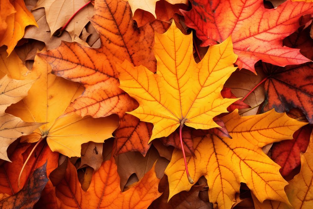 Autumn maples leaves plant leaf tree. AI generated Image by rawpixel.