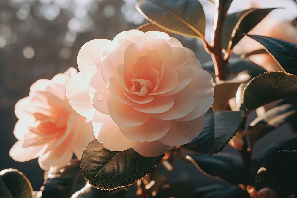 Camellia blossom flower plant. AI generated Image by rawpixel.