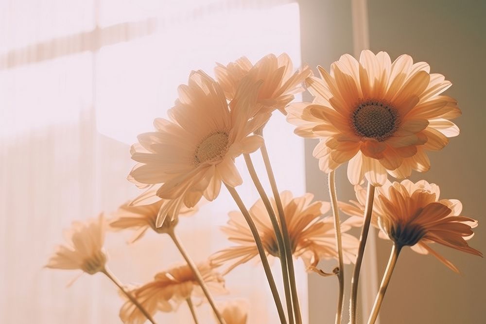 Flower petal plant daisy. AI generated Image by rawpixel.