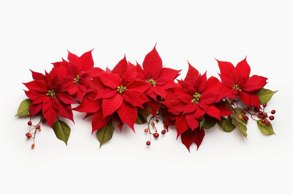 Poinsettia Garland flower plant petal. AI generated Image by rawpixel.