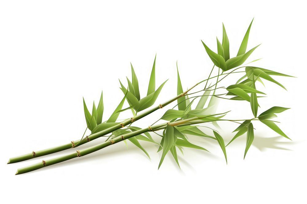 Bamboo brunch plant leaf white background. AI generated Image by rawpixel.