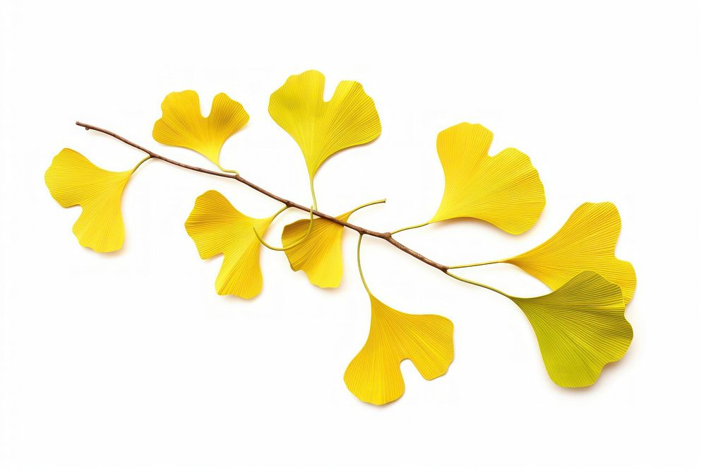 Ginkgo leaves plant petal leaf. AI generated Image by rawpixel.