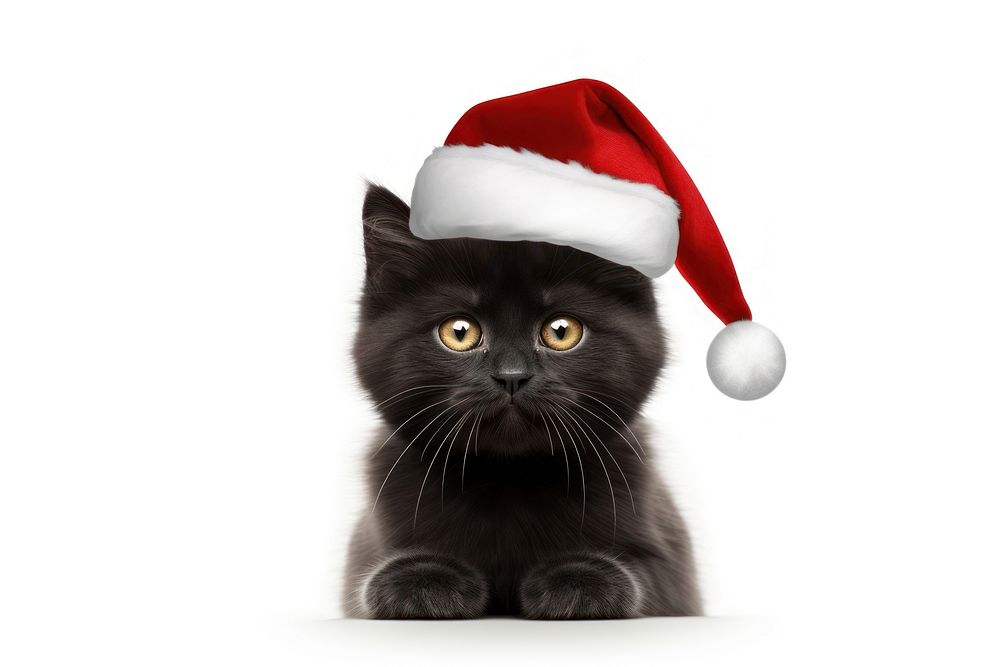 Black scottish short hair cat christmas mammal animal. AI generated Image by rawpixel.