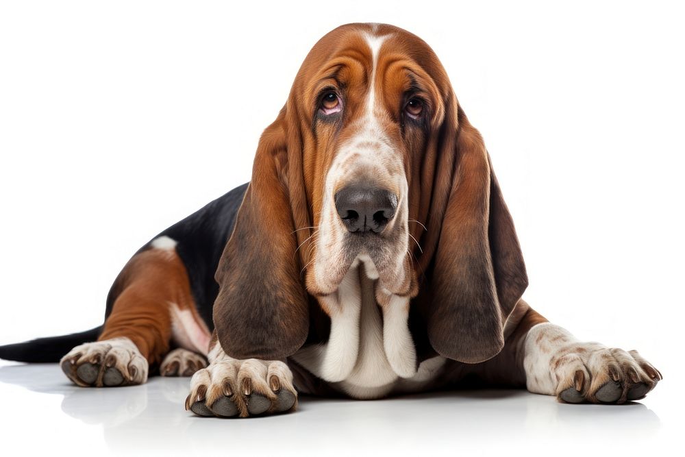 Basset hound animal mammal dog. AI generated Image by rawpixel.
