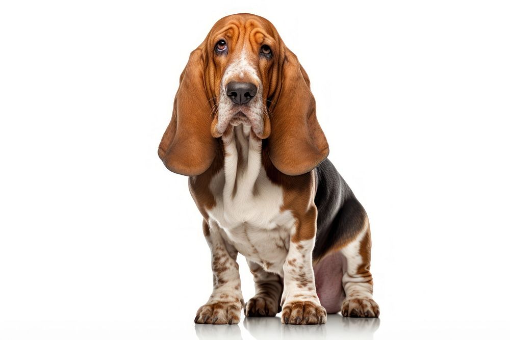 Basset hound animal mammal pet. AI generated Image by rawpixel.