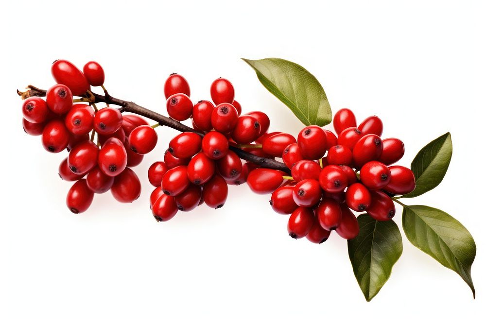 Red coffee beans and ripe berries branch cherry plant. AI generated Image by rawpixel.