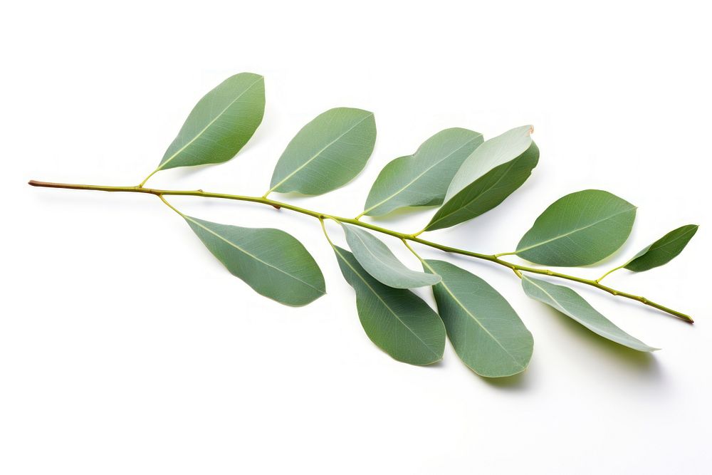 Eucalyptus Branch branch plant herbs. AI generated Image by rawpixel.