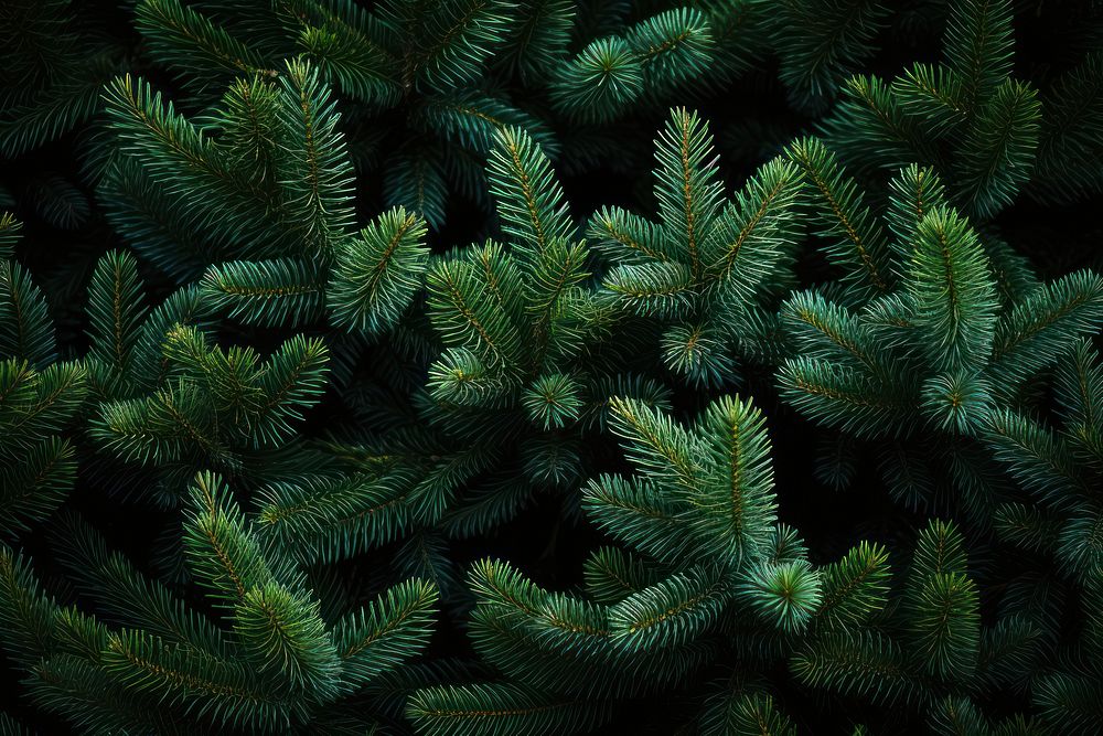 Christmas tree outdoors branch plant. AI generated Image by rawpixel.