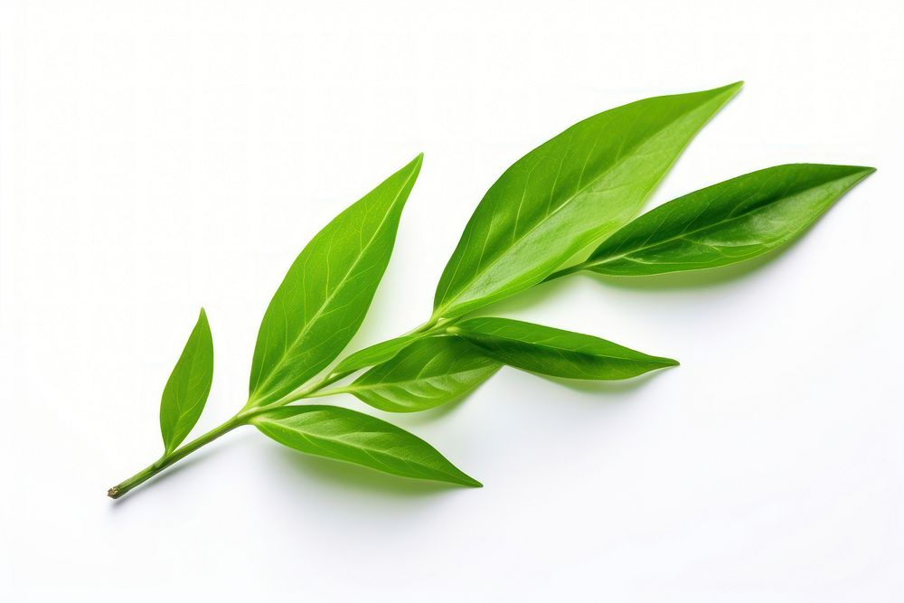 Green tea leaf plant green herbs. AI generated Image by rawpixel.