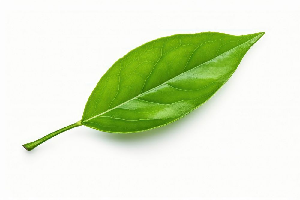 Green tea leaf plant green white background. AI generated Image by rawpixel.