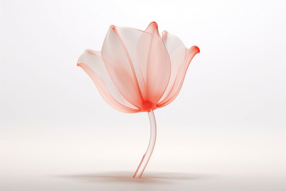 Tulip flower petal plant white background. AI generated Image by rawpixel.