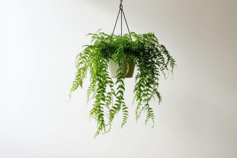 Asparagus Fern plant fern hanging. AI generated Image by rawpixel.