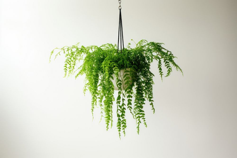 Asparagus Fern plant hanging leaf. AI generated Image by rawpixel.