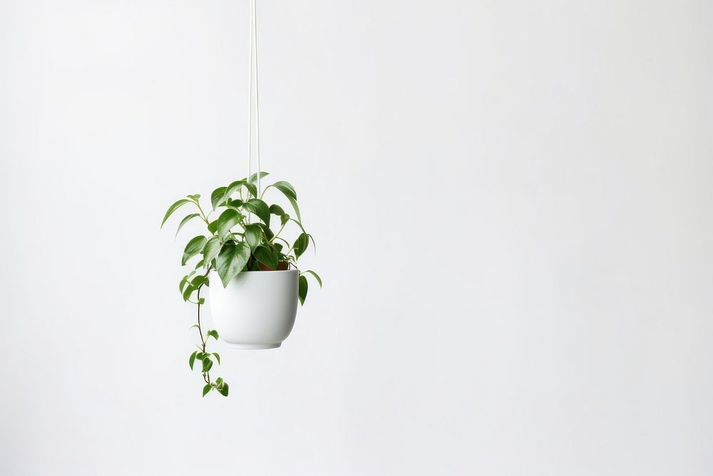 Hanging plant leaf houseplant decoration. AI generated Image by rawpixel.