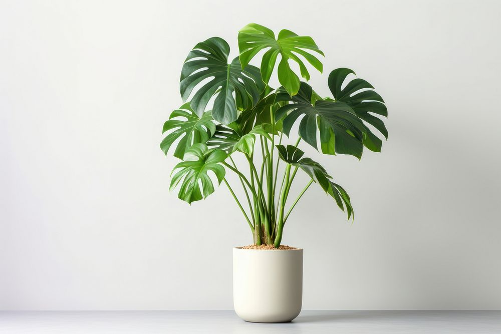 Plant leaf tree houseplant. AI generated Image by rawpixel.