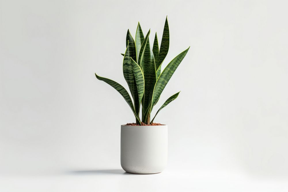 Sansevieria plant leaf houseplant. AI generated Image by rawpixel.