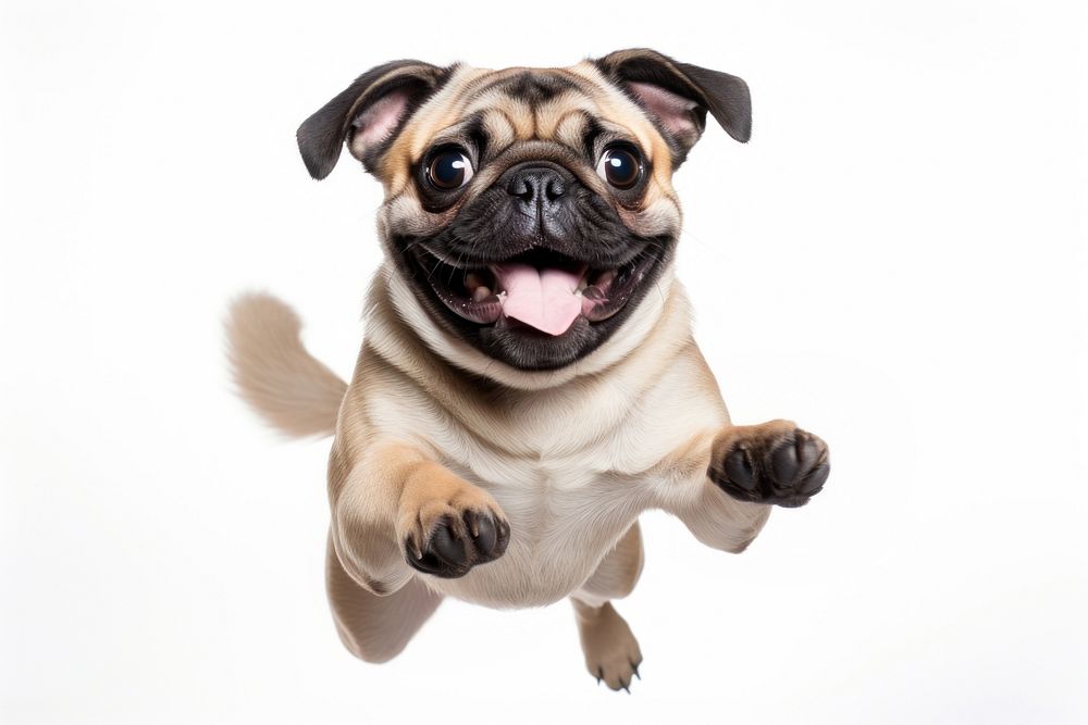 Excited dog pug animal mammal. AI generated Image by rawpixel.