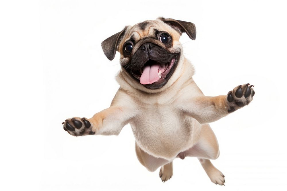 Excited dog pug mammal animal. AI generated Image by rawpixel.