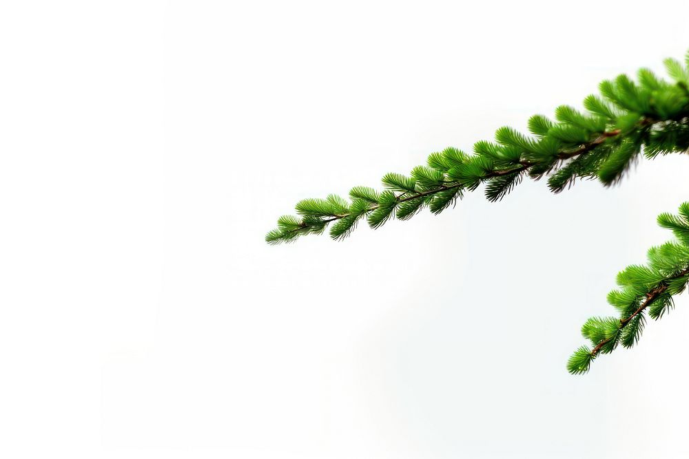 Branch plant green leaf. AI generated Image by rawpixel.