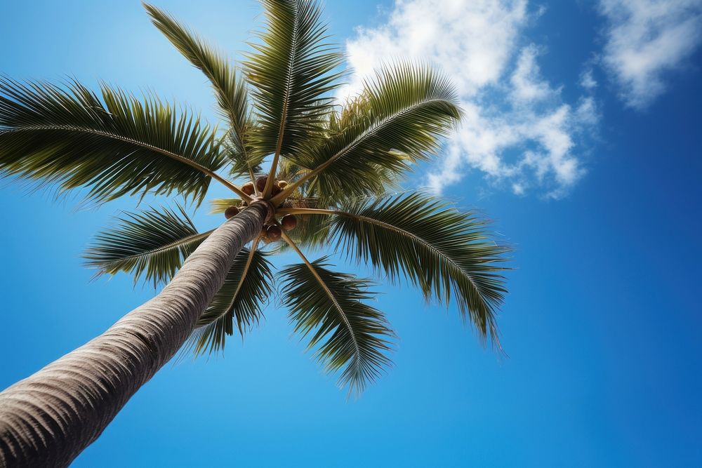 Coconut tree sky backgrounds outdoors. AI generated Image by rawpixel.
