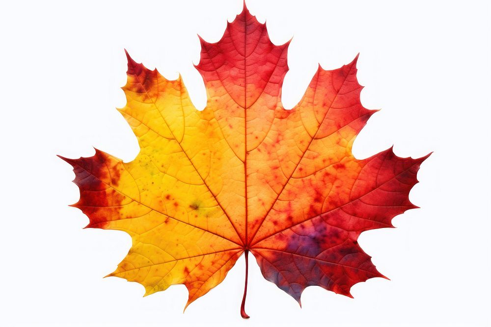 Autumn maple leaf plant tree. AI generated Image by rawpixel.