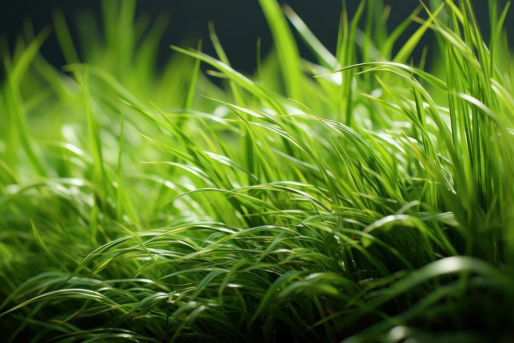 Grass closeup plant green lawn. AI generated Image by rawpixel.