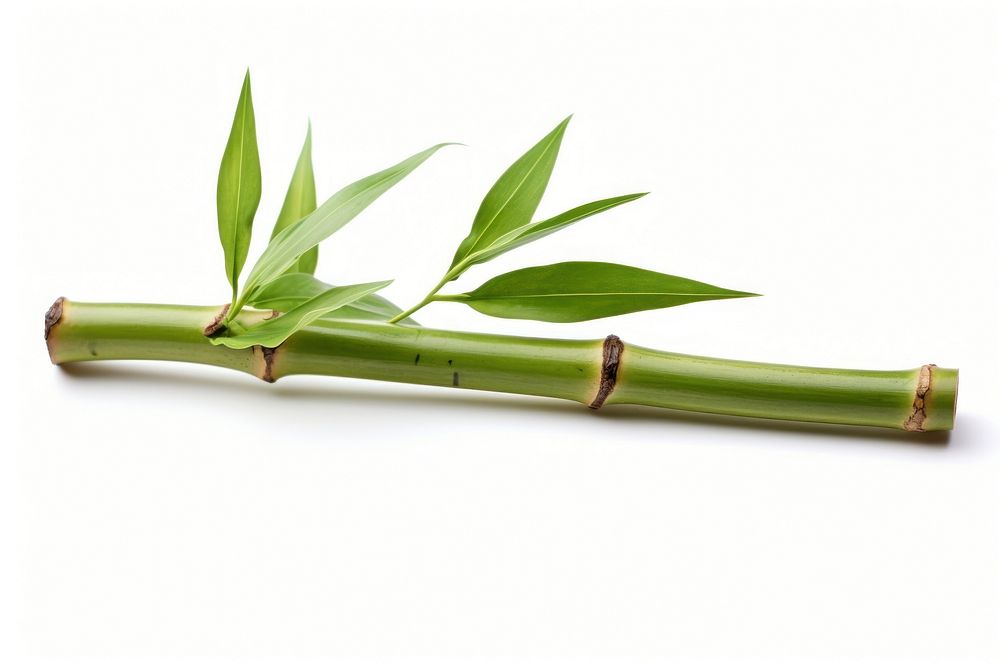 Bamboo bamboo plant white background. AI generated Image by rawpixel.