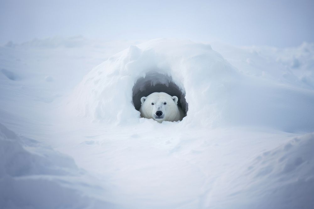 Polar bear wildlife outdoors mammal. AI generated Image by rawpixel.