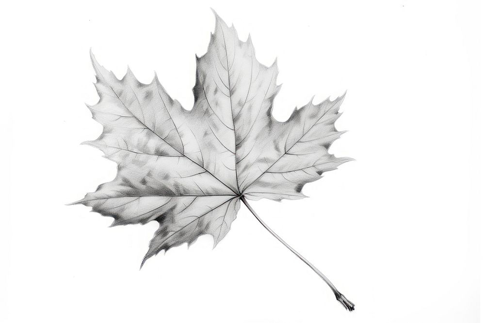  Autumn plant maple leaf drawing sketch white. AI generated Image by rawpixel.
